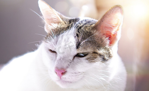一只丑角猫可爱的动物可爱宠物在模糊背景下的肖像。