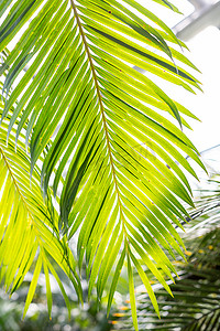 阳光照射在绿色的棕榈叶上。热带棕榈叶。巨大的绿叶​​呈扇形展开，形成茂盛的叶子。