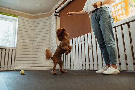 训宠物摄影照片_小棕色贵宾犬在宠物屋与驯狗师一起训练