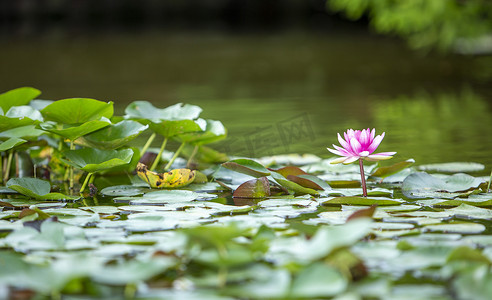 荷花和荷花在池塘湖与盛开的花朵