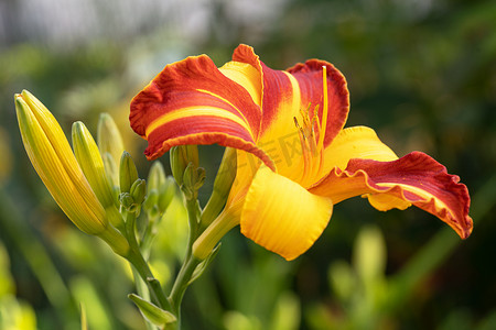 百合摄影照片_黄花菜、萱草