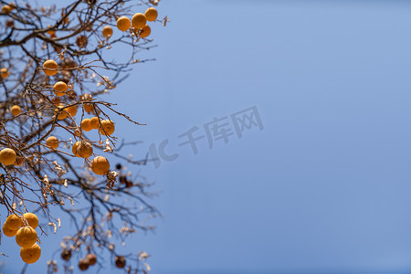 妇产科摄影照片_橙色的水果挂在干燥的树枝上，没有叶子，映衬着蓝天。