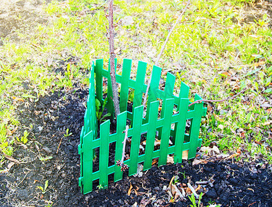 绿色栅栏包围并保护一棵小树，树苗