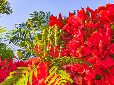 美丽的热带火焰树红色花朵艳丽的墨西哥凤凰。