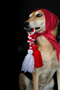 一只嘴里戴着红色头巾和 Martenitsa 的杂种狗的肖像
