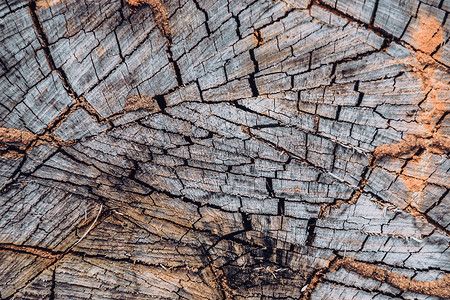 可爱圆摄影照片_木树桩圆形，横截面圆切大干树干，年轮纹理裂缝，多色切片覆盖灰色铜锈。