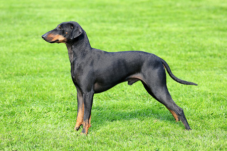 典型的黑色曼彻斯特梗犬