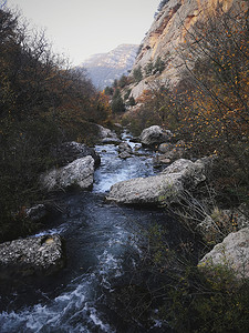 春天森林景观中的山溪。森林克里米亚景观