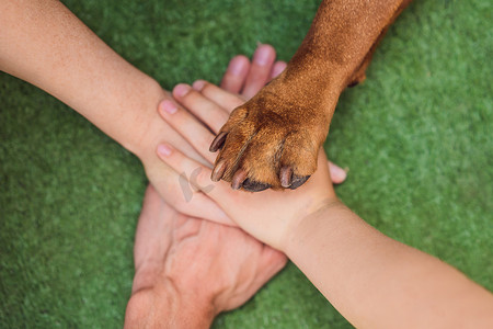 人手和狗爪作为一个团队。