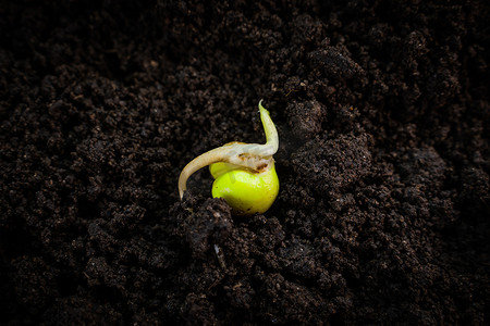 地上发芽的豌豆种子特写。