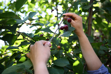 丰收园摄影照片_农民双手从樱桃园的树上采摘成熟的樱桃。