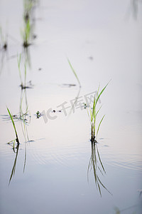 绿头稻在水上种植小麦