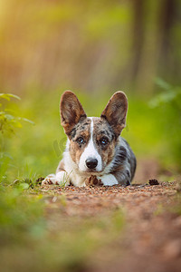 快乐的柯基犬小狗躺在森林里的地上。