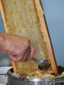 边框发散摄影照片_养蜂人在家从蜂巢中提取和滴落有机蜂蜜