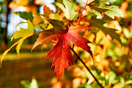 秋天明亮的红色枫叶在阳光明媚的日子里在棕色森林里。