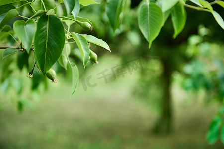 在花园的绿色背景下，果园里一棵开花果树的树枝与成熟的梨的特写。