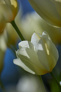 白色魅力郁金香花生长在户外花园中。