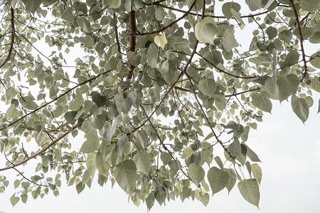 树枝与绿色菩提树叶隔离在白色背景