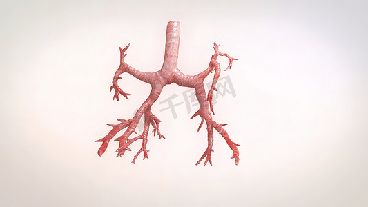 可视化摄影照片_支气管肺段解剖