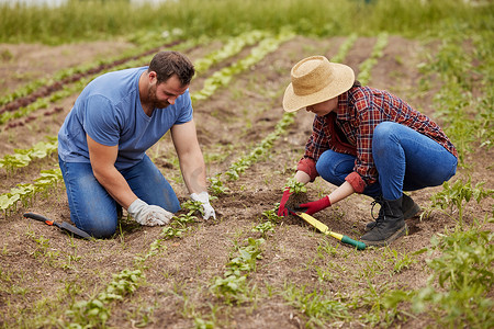 农民在有机和可持续的农场或户外花园种植植物。