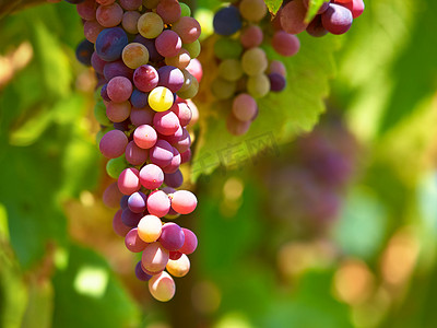 春季或夏季在乡村的葡萄酒农场或葡萄园种植红葡萄或水果。