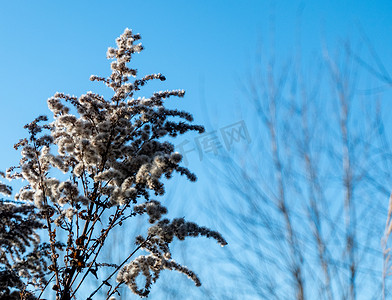 在户外阳光明媚的日子里，干芦苇对着清澈的浅蓝色天空。
