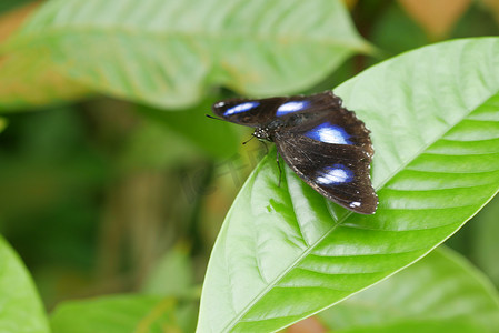 蝴蝶和人摄影照片_夏季五颜六色的黑色和蓝色蝴蝶。