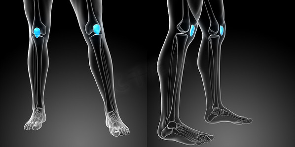髌骨的 3d 渲染医学插图