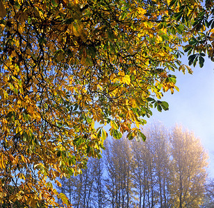 秋天前夕，树上的金色秋叶