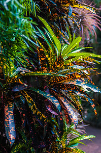 植物阳光摄影照片_热带豹叶