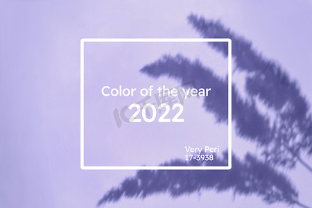 柔和的蓝紫色墙上有潘帕斯草阴影的创意复制空间。