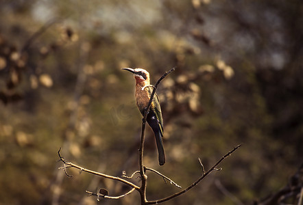 白额食蜂鸟，博茨瓦纳，非洲