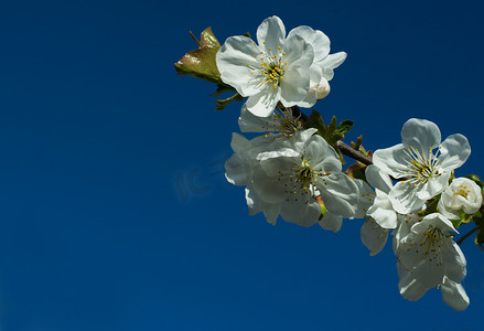 盛开的杏树枝，白色的花朵映衬着天空