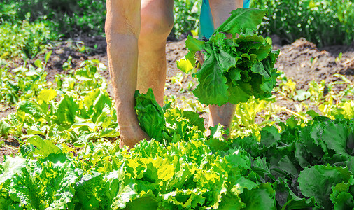 新横幅摄影照片_家庭生物农场的新鲜蔬菜。