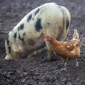 猪根在泥里，鸡在荷兰的有机农场自由漫步