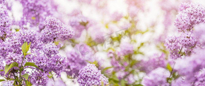 紫色丁香花摄影照片_紫色丁香花春天背景艺术的全景