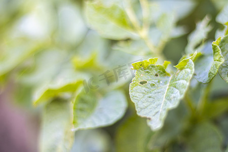 条纹叶子摄影照片_科罗拉多条纹甲虫幼虫损坏的马铃薯叶子特写。 