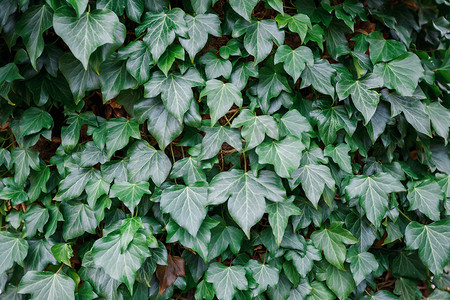 爬山虎背景墙摄影照片_绿叶常春藤螺旋细节、毒藤常绿植物、树枝上的绿叶