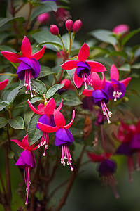 紫红色花朵摄影照片_紫红色花朵微距 14698