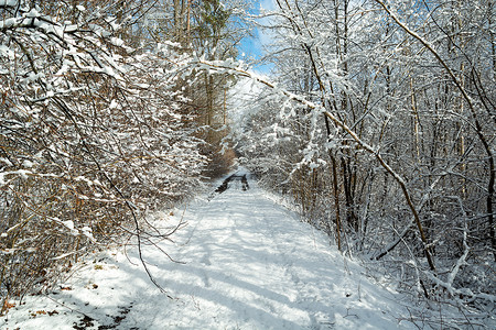 穿过白雪覆盖的森林的路，冬日