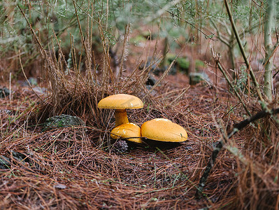 松林地上三株黄色假鸡油菌,有选择的聚焦