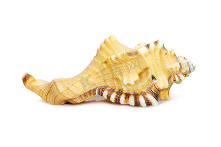 lotoria lotoria 海贝壳的图像，俗称黑斑蜗牛或在白色背景下隔离的沐浴海卫。