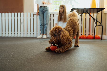 小棕色贵宾犬在宠物屋与驯狗师一起训练