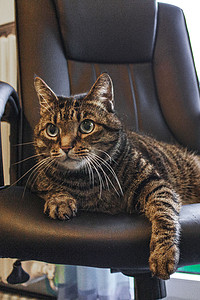 办公椅背景摄影照片_长着绿色大眼睛的猫坐在黑色办公椅上。