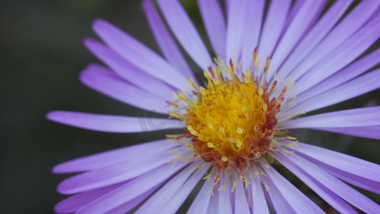 紫翠菊、海葵秋季花园多年生花卉及其花蕾。