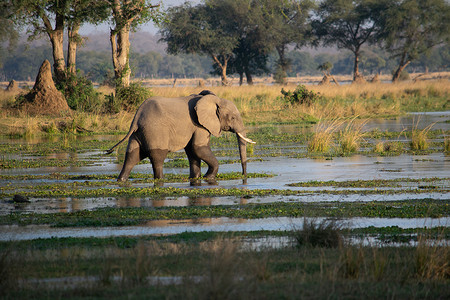 一头巨大的大象在非洲河流中移动的惊人特写