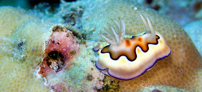 海蛞蝓，布纳肯国家海洋公园，印度尼西亚