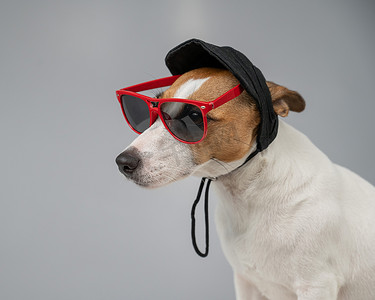 戴口罩的狗头摄影照片_杰克罗素梗狗头戴黑色帽子，戴着白色背景的太阳镜。