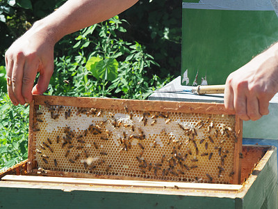 蜜蜂蜂王摄影照片_养蜂大师从蜂群中的蜂箱中取出装有蜂蜜的框架。