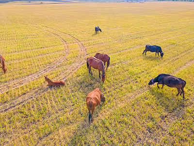 马在草地上吃草。国内农场马是在绿色田野里吃草的哺乳动物。带着小马驹的母马在农场吃草。 